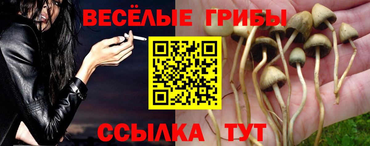 Псилоцибиновые грибы мицелий Донской